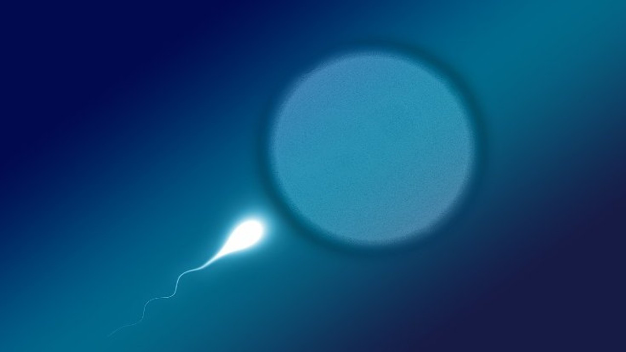 53 ülkede araştırma: Erkeklerde sperm sayısı yarı yarıya düştü