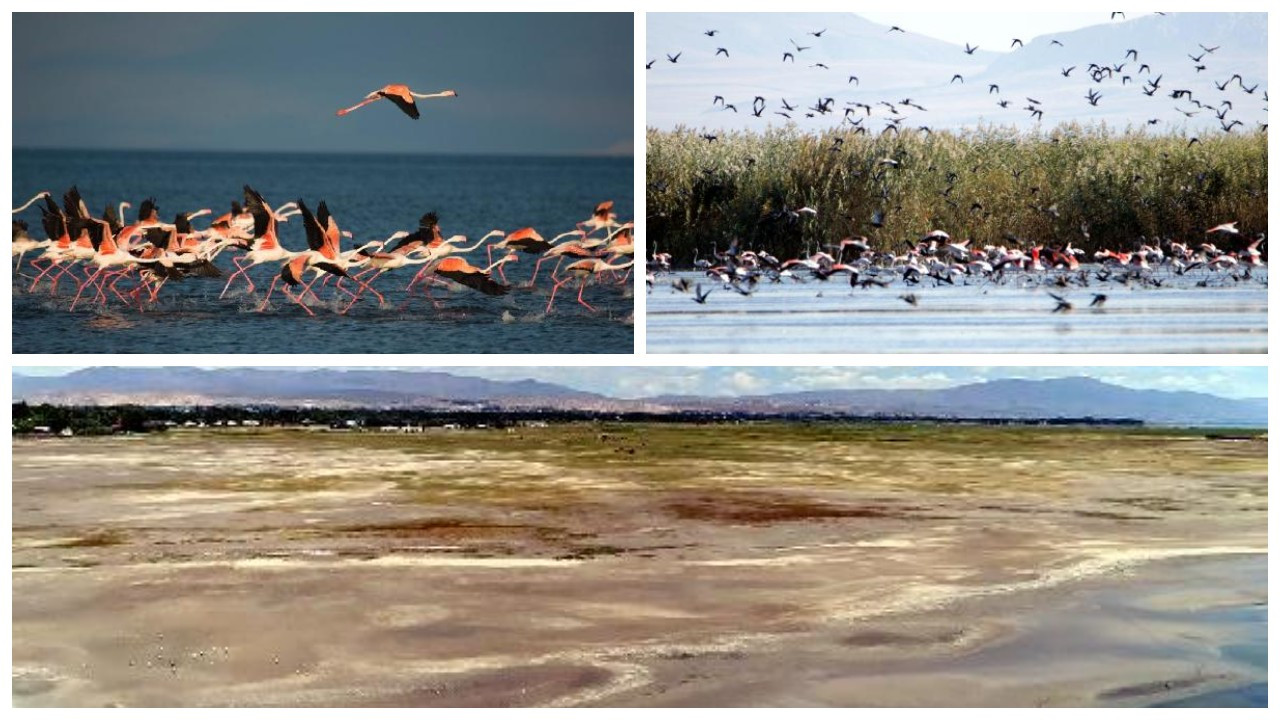 Van Gölü havzasında kuşlara yer kalmadı: 'Yeni ev' arıyorlar...