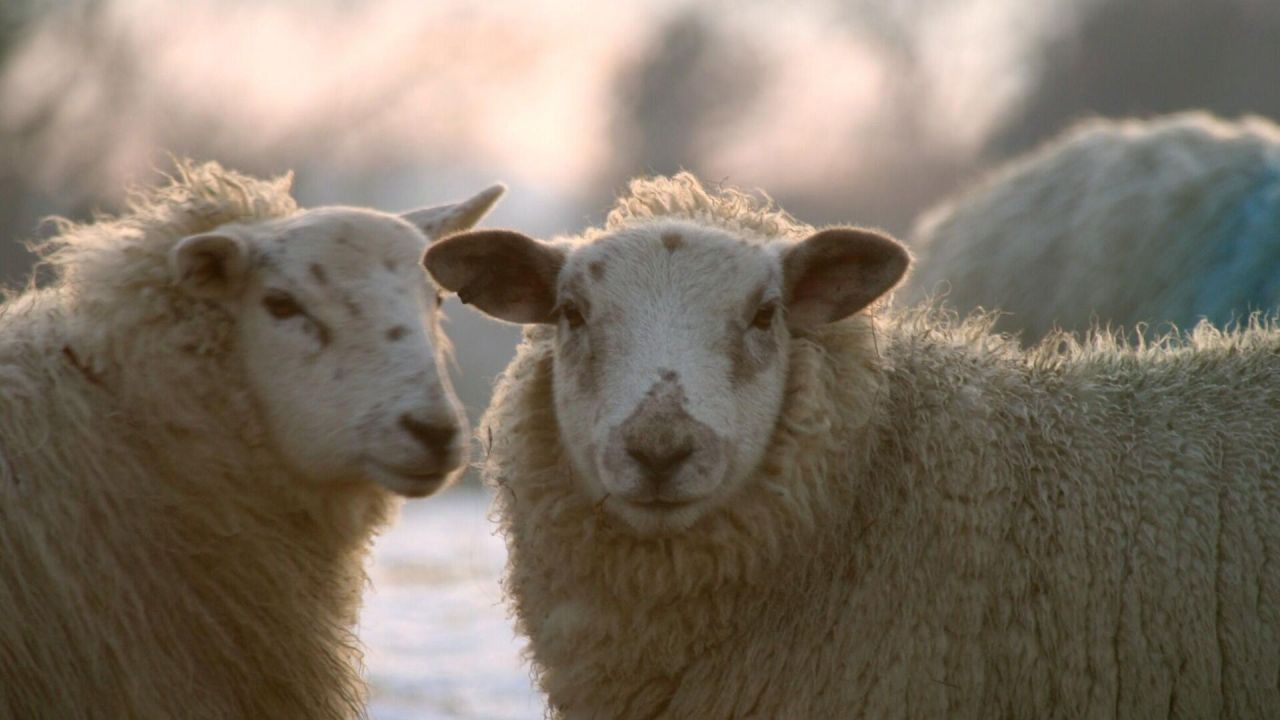 Araştırma: Sürüdeki koyunlar liderlerini belirli süreyle değiştiriyor - Sayfa 4