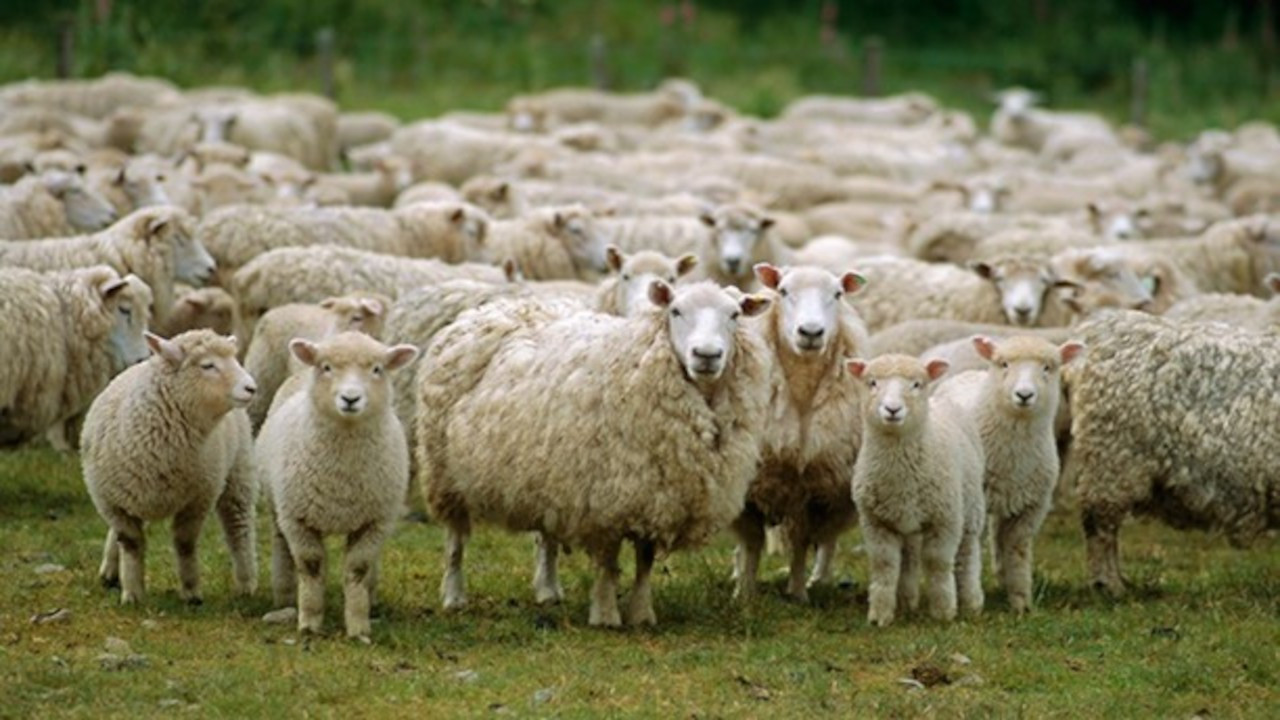 Araştırma: Sürüdeki koyunlar liderlerini belirli süreyle değiştiriyor