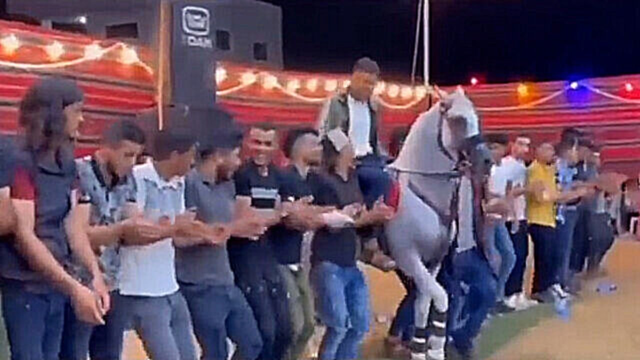'Yar Yeman' şarkısında halay çeken at viral oldu