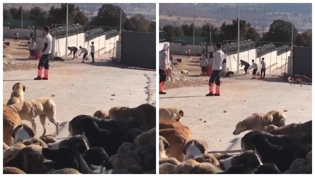 Konya'da hayvan bakımevinde köpeğe şiddet: Soruşturma başlatıldı