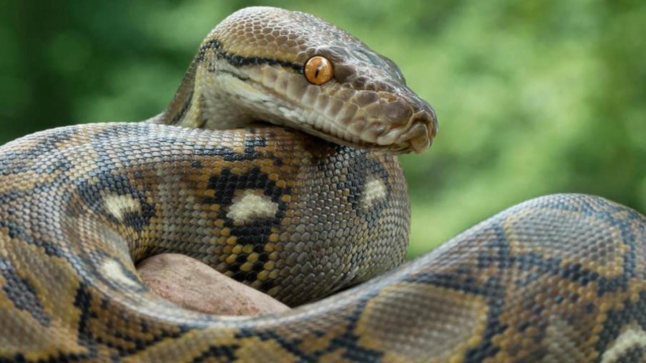 Avustralya'da p﻿iton yılanı 5 yaşındaki çocuğu ısırıp havuza sürükledi