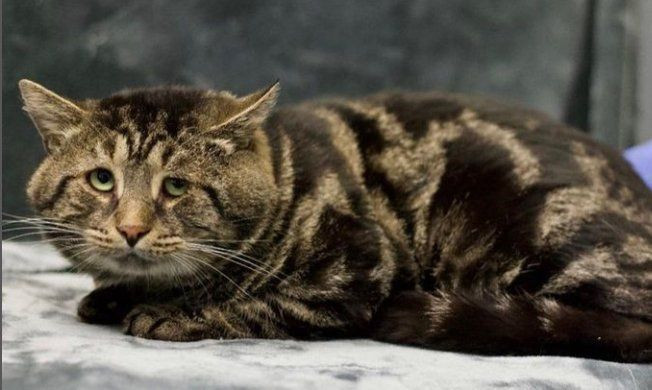 Viral olan 'mahzun' kedi yeni yuvasına kavuştu - Sayfa 1