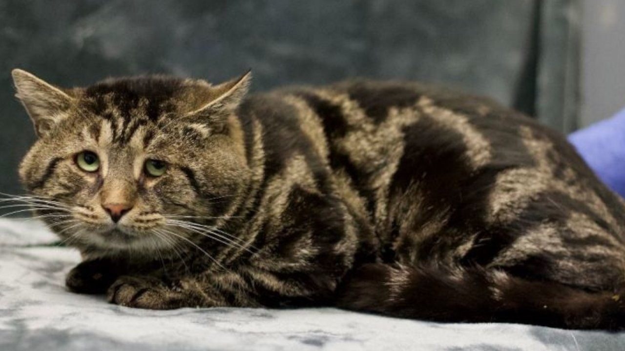 Viral olan 'mahzun' kedi yeni yuvasına kavuştu