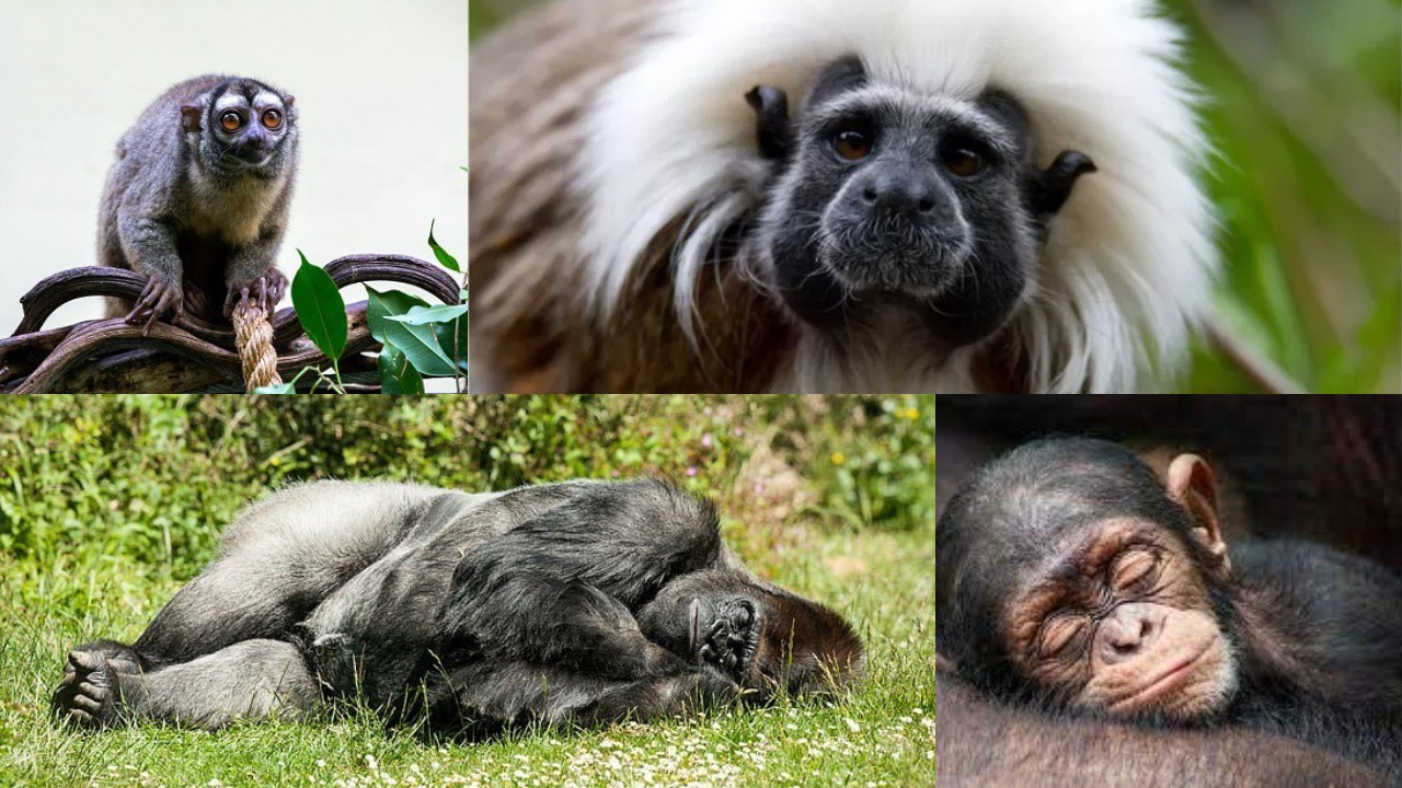 İnsanlar neden primat akrabalarından daha az uyuyorlar?