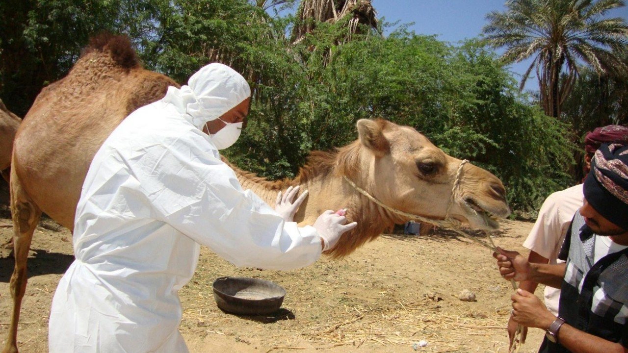 Prof. Dr. İlhan'dan 'deve gribi' açıklaması: Endişeye gerek yok
