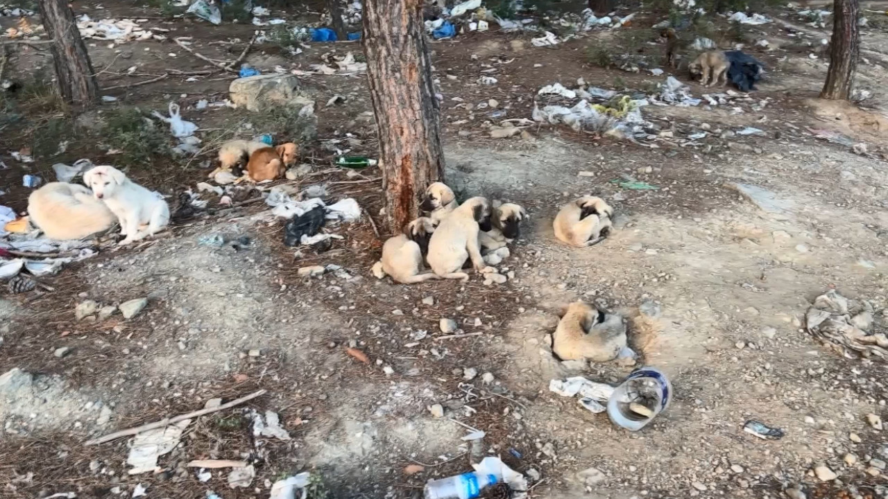 Sakarya'da ormana atılan yavru köpekleri gönüllüler kurtardı