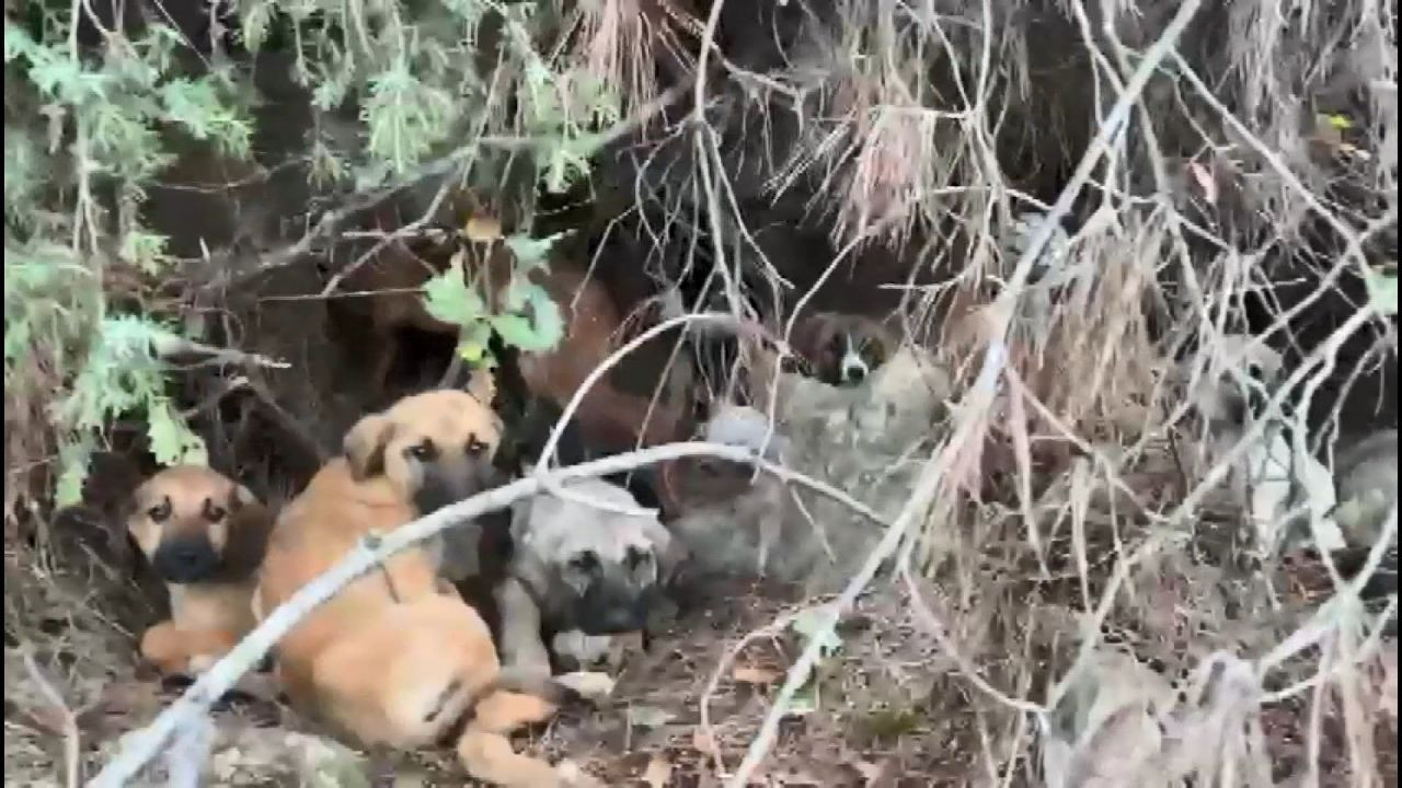 Sakarya'da ormana atılan yavru köpekleri gönüllüler kurtardı - Sayfa 1