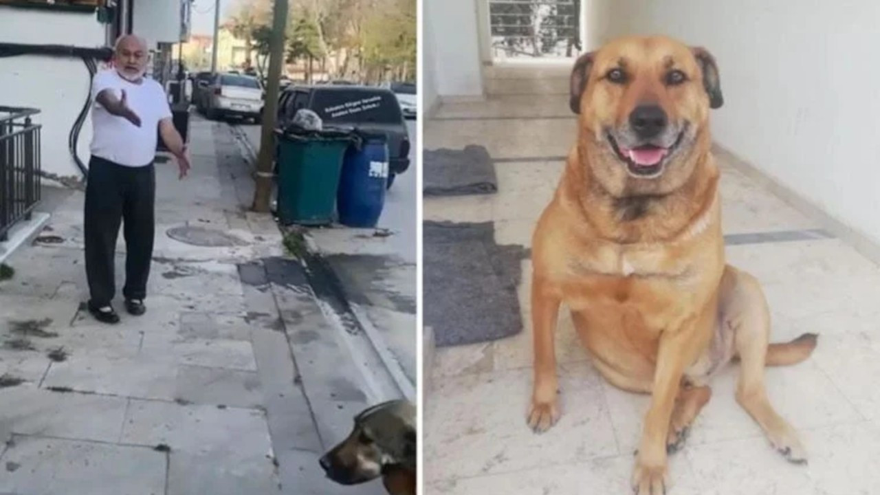 ‘Paşa’ isimli köpeği öldüren sanığa 5 yıl 9 ay hapis cezası