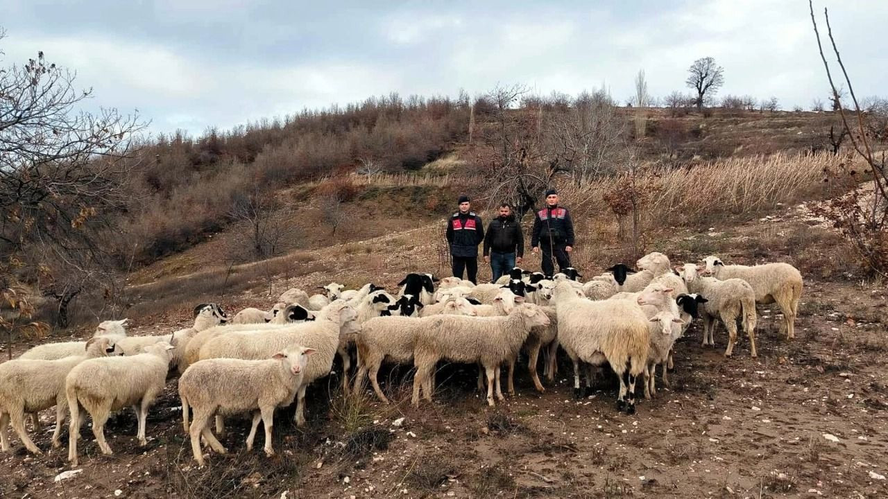 Aydın'da kaybolan koyunlar İzmir'de bulundu - Sayfa 1