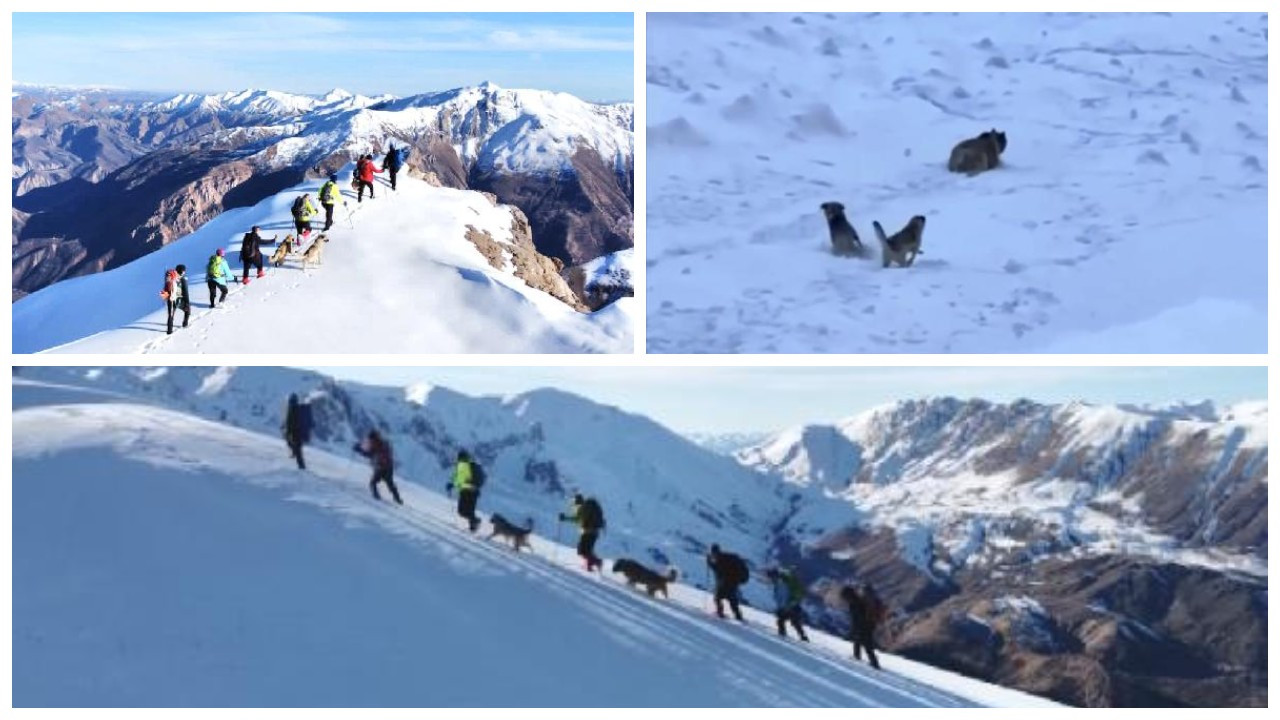 Dersim'de dağcıları, ayı saldırısından Kangal köpekleri kurtardı