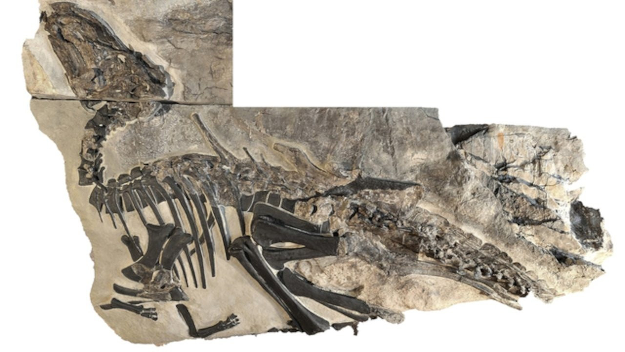 120 milyon yıllık dinozorun midesinde fosilleşmiş memeli bulundu