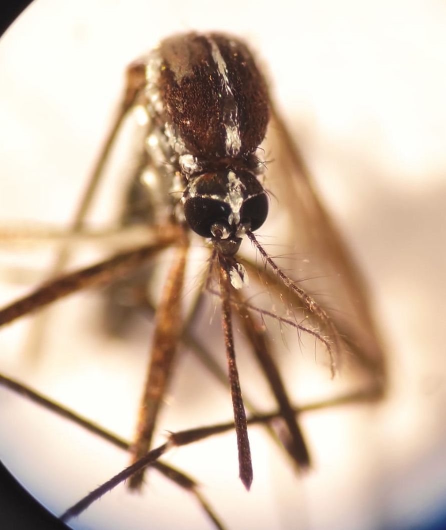 Kuzey Kıbrıs'ta istilacı Asya kaplan sivrisineği tespit edildi, bakanlık uyardı - Sayfa 1