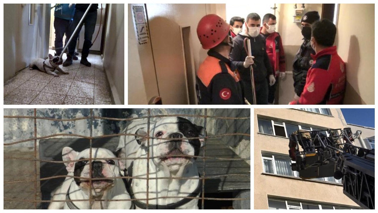 Ölen sahiplerini 'korumak' için polise 'direnen' köpeklere yoğun talep