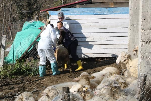 Çiçek alarmı: Zonguldak'ta 50 köy karantinaya alındı - Sayfa 4