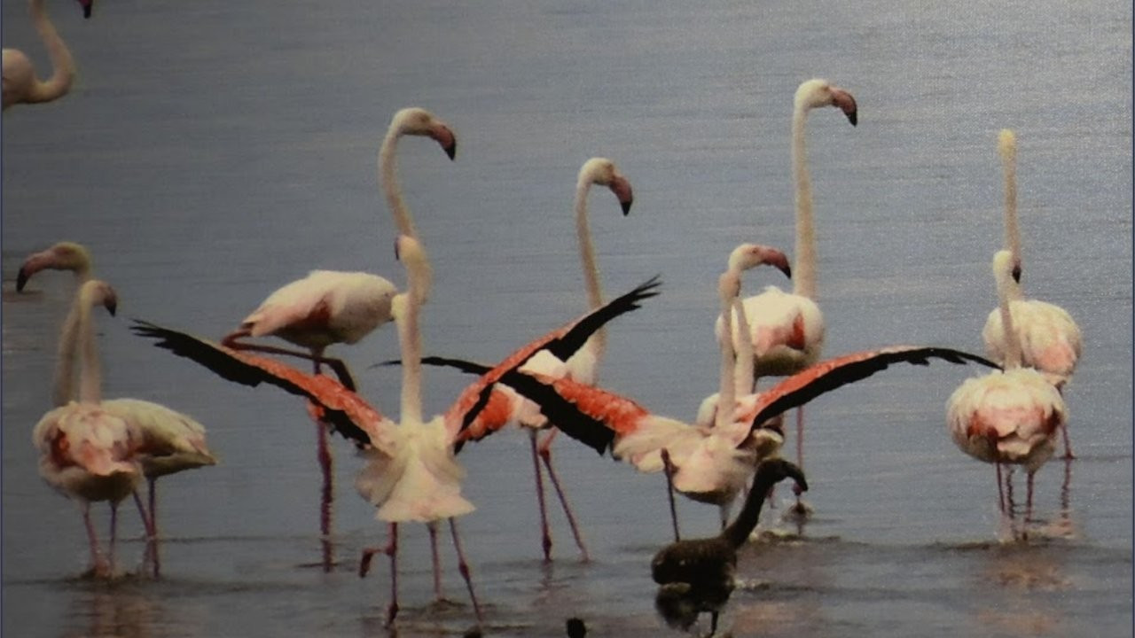 Esat Erçetingöz’den 'Flamingo Adası Sergisi'