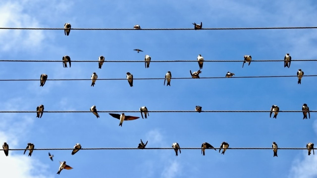 Merak edilen soruya yanıt: Tellerdeki kuşlara elektrik neden çarpmaz?