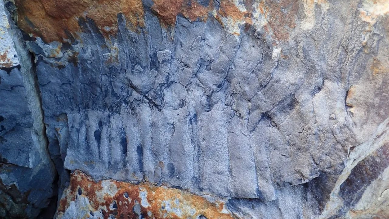 İngiltere'de 2,7 metre uzunluğunda kırkayak fosili bulundu