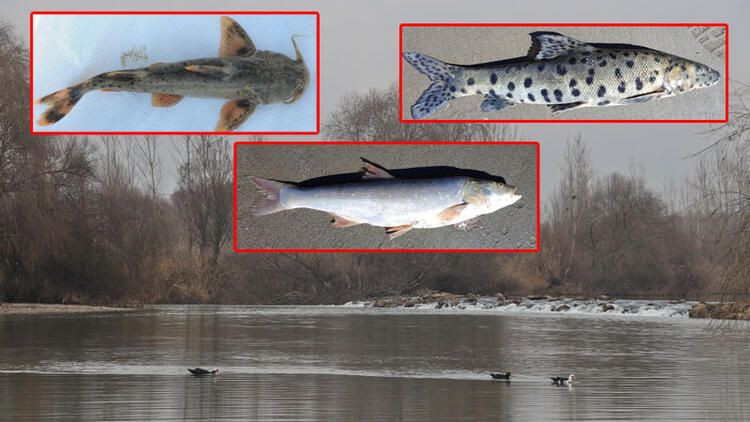 Dicle Nehri'nde 3 balık türü tehlikede - Sayfa 1