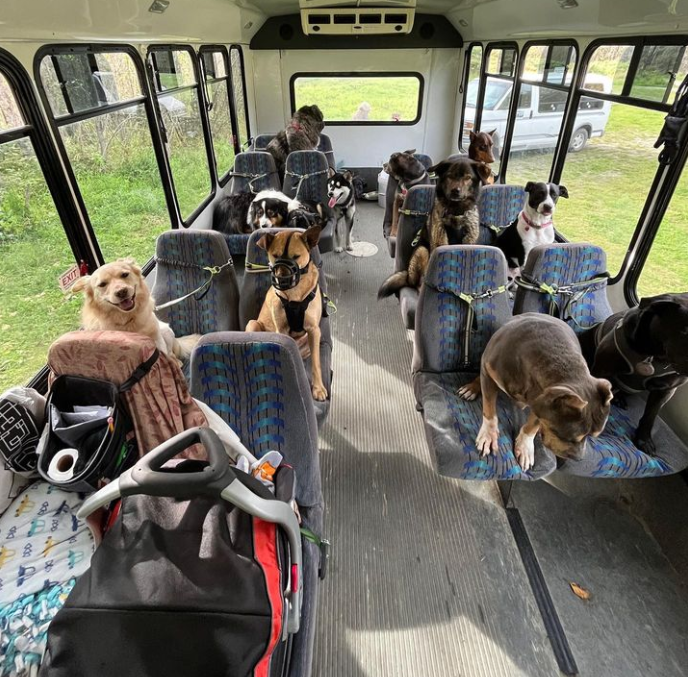 Alaskalı çiftin 'köpek otobüsü' videoları viral oldu - Sayfa 1
