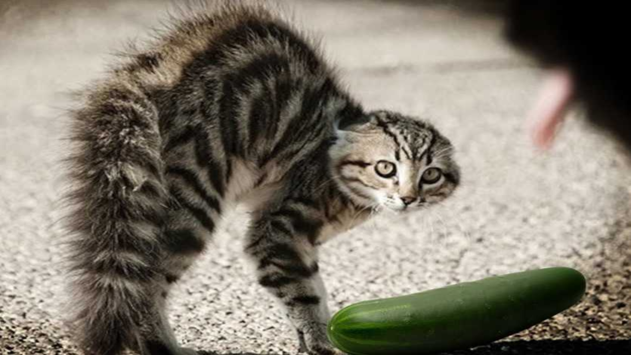 Araştırma: Kediler salatalıktan neden korkar?