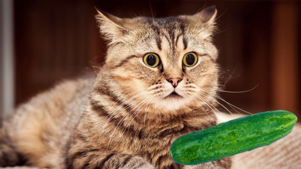 Araştırma: Kediler salatalıktan neden korkar? - Sayfa 2