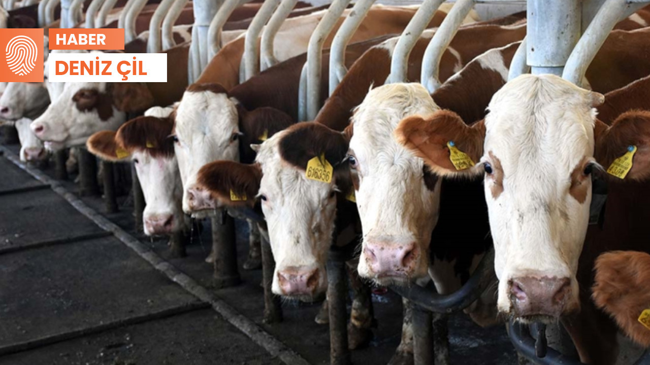 Süt üreticileri: Hayvancılığı bırakma noktasına geldik
