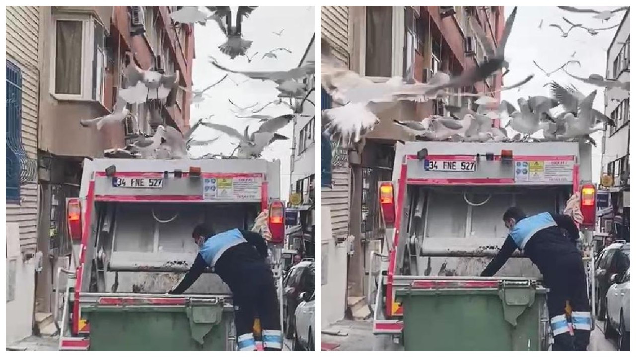 Kadıköy'de çöp kamyonunu martılar ele geçirdi