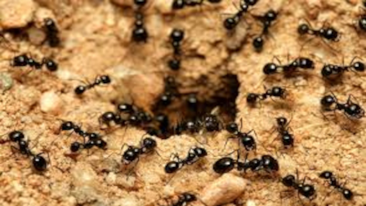 Karıncalar kanseri koklayarak tespit edebiliyor