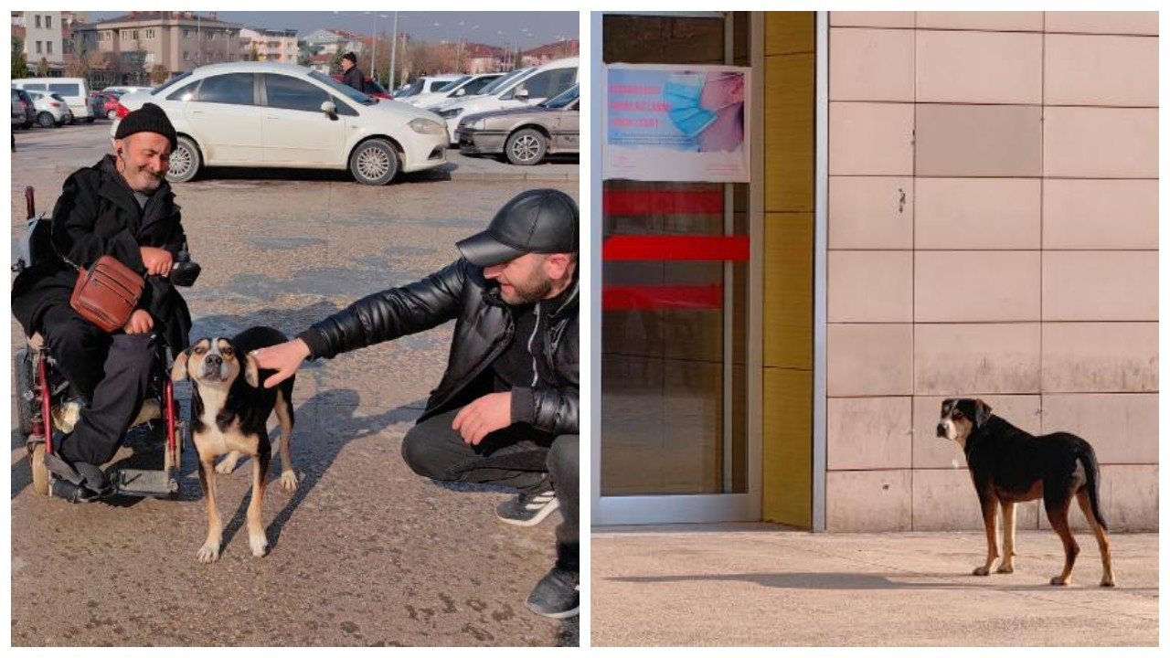 3 ay önce sahiplendiği köpek, hastane kapısından ayrılmadı