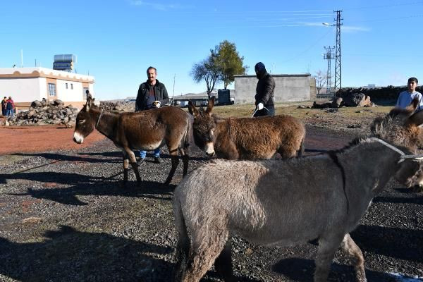 Belediye 'başıboş' eşekler için özel ekip kurdu: Harekete geçtik... - Sayfa 1