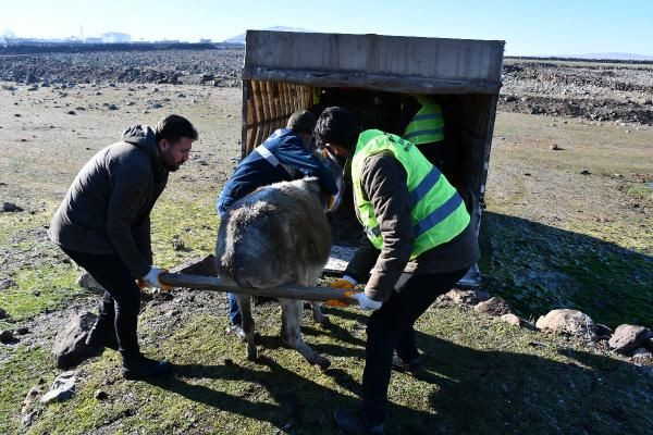 Belediye 'başıboş' eşekler için özel ekip kurdu: Harekete geçtik... - Sayfa 3