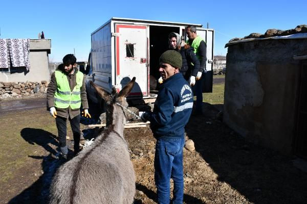 Belediye 'başıboş' eşekler için özel ekip kurdu: Harekete geçtik... - Sayfa 2