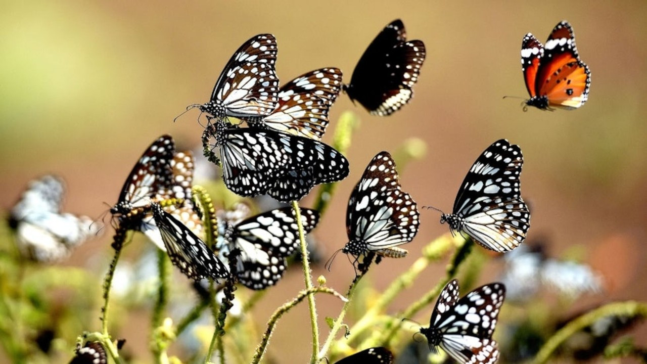İngiltere’de kelebekler yüzde 80 azaldı: Endişeliyiz