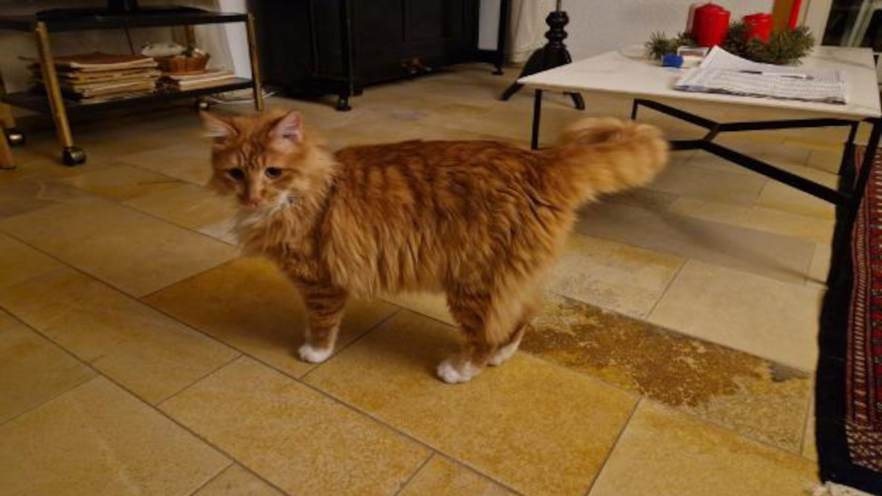 Ankaralı kedi, çip sayesinde İsviçreli oldu