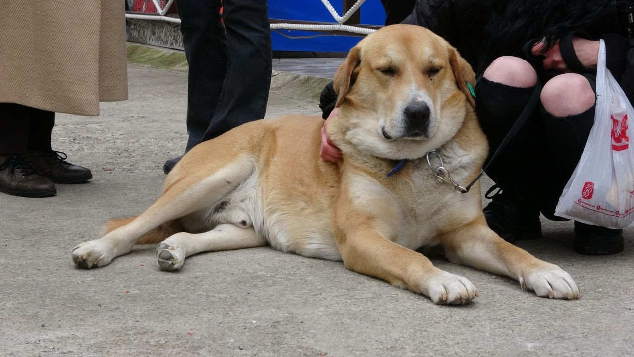 Trabzon'un 'Hachiko'su 'Ayıcık', 3 yıldır sahibini bekliyor - Sayfa 2