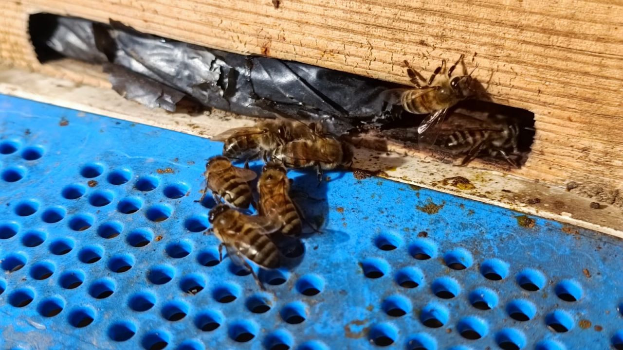 Van'da yalancı bahara aldanan arılar öldü - Sayfa 1