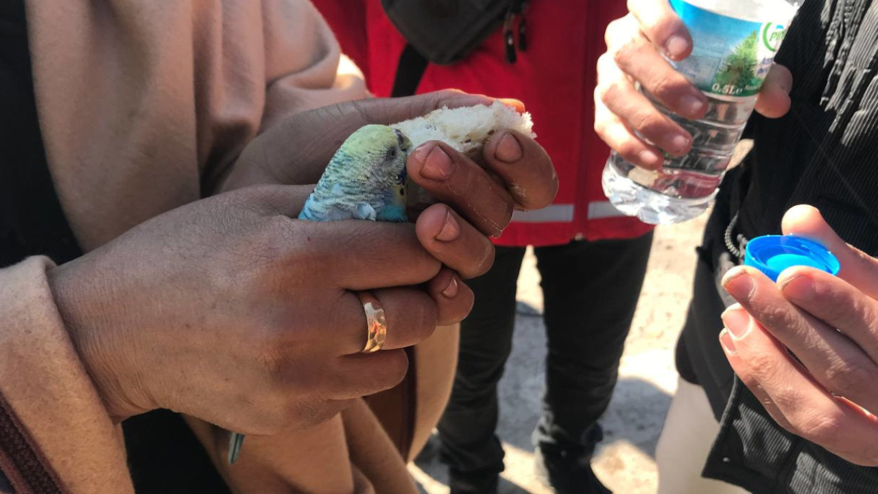 Enkazdan elindeki muhabbet kuşuyla kurtarıldı