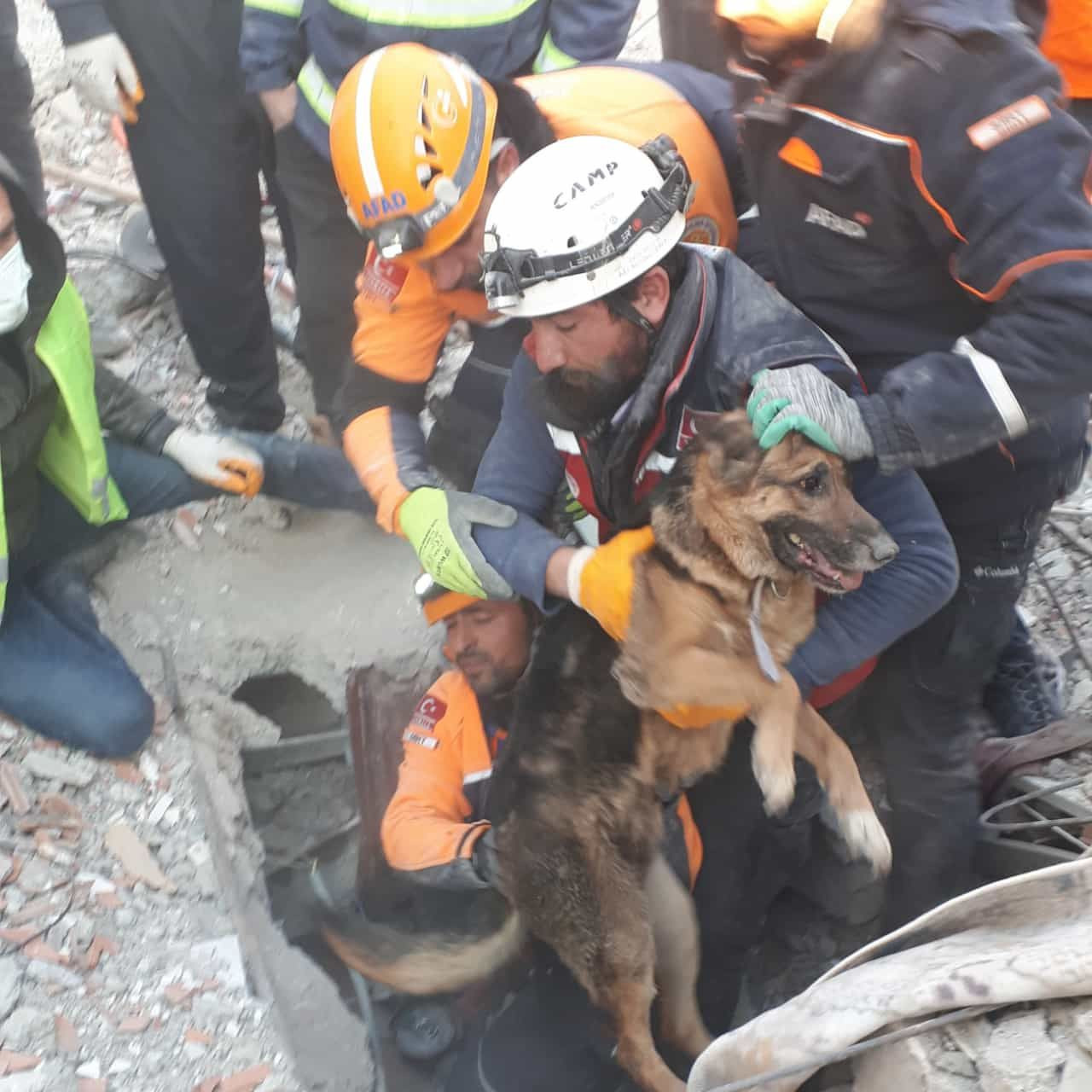Diyarbakır'da enkazdan saatler sonra anne köpek ve 2 yavrusu kurtarıldı - Sayfa 1