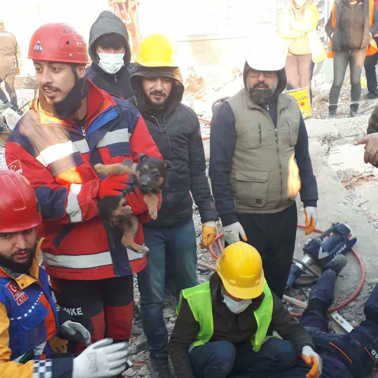 Diyarbakır'da enkazdan saatler sonra anne köpek ve 2 yavrusu kurtarıldı - Sayfa 2