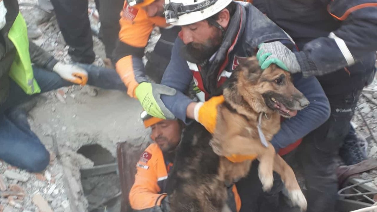 Diyarbakır'da saatler sonra anne köpek ve 2 yavrusu kurtarıldı