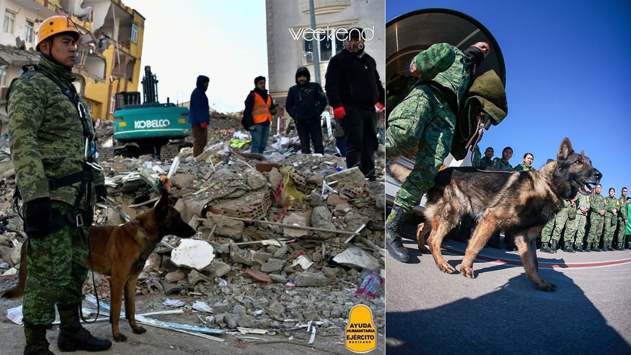 Meksika'dan gelen arama-kurtarma köpeği Proteo, yaşamını yitirdi