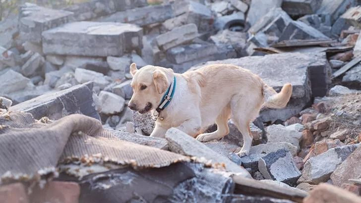 Hayat kurtarıyorlar: Arama kurtarma köpekleri nasıl eğitiliyor? - Sayfa 1