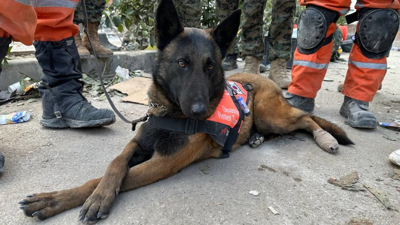 Arama kurtarma köpekleri ayaklarındaki bandajlarla çalışıyor