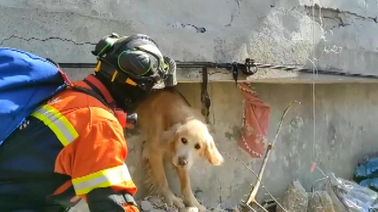 Portekiz’den gelen ekip bir köpeği enkazdan kurtardı: 'Anda amigo'