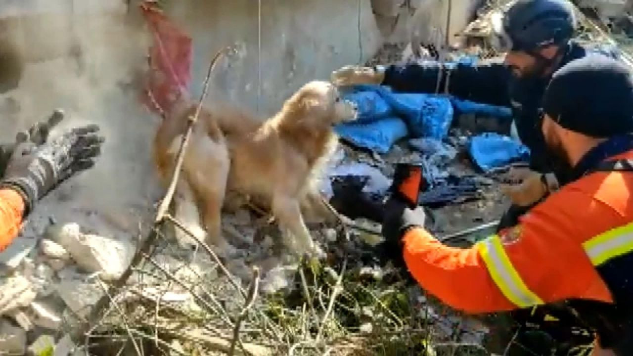 Portekiz’den gelen ekip Antakya’da bir köpeği enkazdan kurtardı: 'Anda amigo' - Sayfa 3