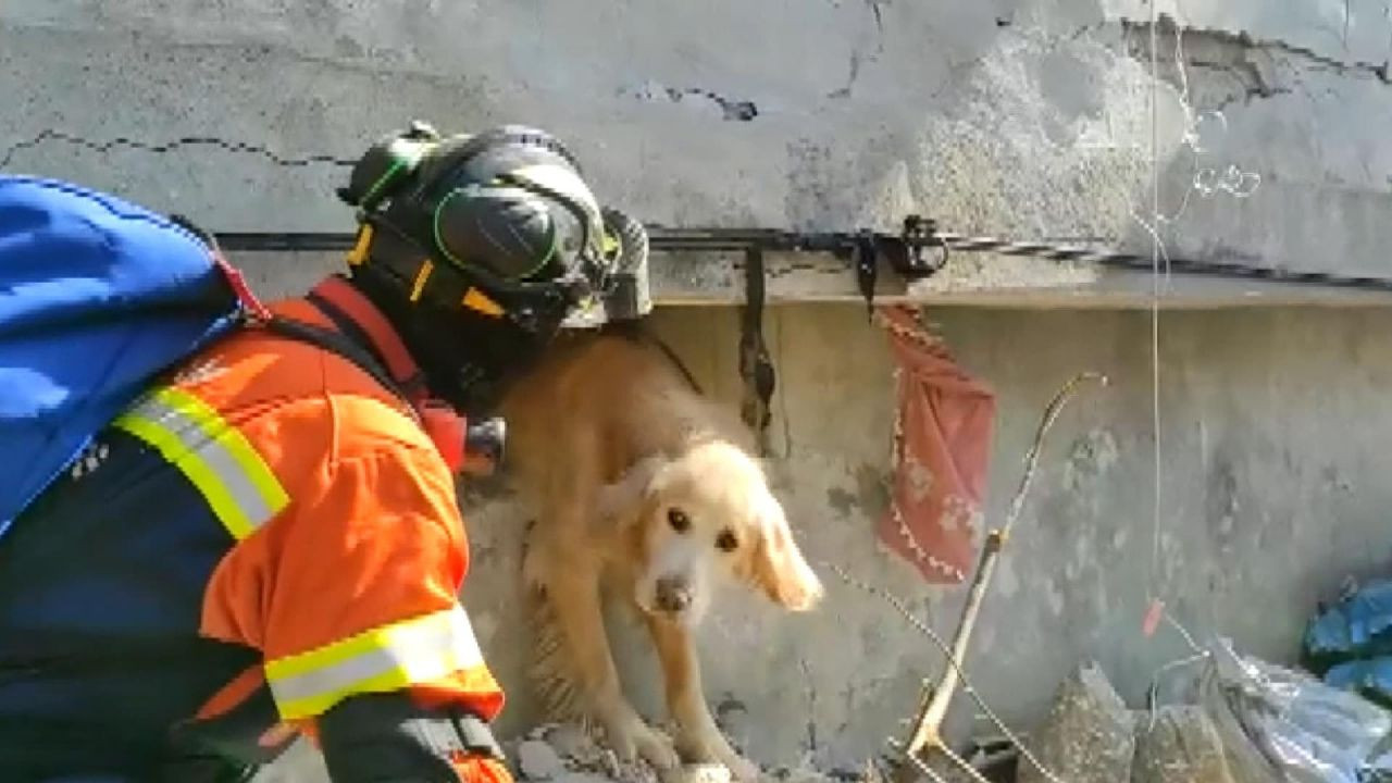 Portekiz’den gelen ekip Antakya’da bir köpeği enkazdan kurtardı: 'Anda amigo' - Sayfa 4