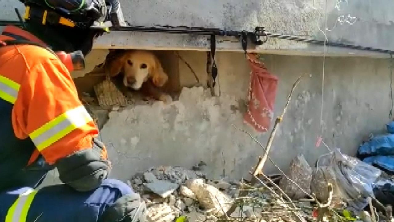 Portekiz’den gelen ekip Antakya’da bir köpeği enkazdan kurtardı: 'Anda amigo' - Sayfa 1