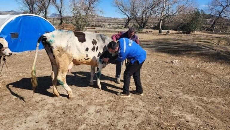 3 depremzede inek Emekli Hayvanlar Çiftliği'nde tedaviye alındı - Sayfa 2